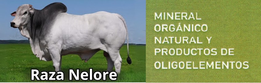 Tecnología de minerales orgánicos bioactivos